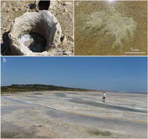 Fig 5. Observed features in the field (February 2008) giving evidence for past and current discharge in the South Lagoon. (a) Carbonate        tube �tufa� at Policeman Point, (b) stranded pools at Stony Well, (c) active seep showing agitated sediment south of Parnka Point.