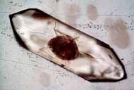Photographs of a zircon taken under a microscope.