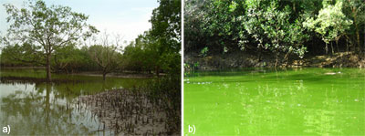 Fig 2. (a) Myrmidon Creek sewage plume (photo courtesy of Emily Saeck, Griffith University). (b) Hypereutrophic event in Buffalo Creek (photo courtesy of Jodie Smith, Geoscience Australia).