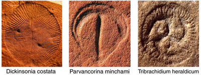 Fig 2. Representatives of the Ediacara biota.