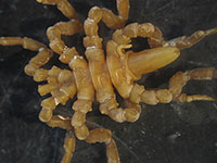 Fig 2. Sea spiders (pycnogonids) from the Southern Ocean near Heard Island.