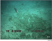 Fig 2. Pockmark lined with nodular concretions (108 metres water depth).