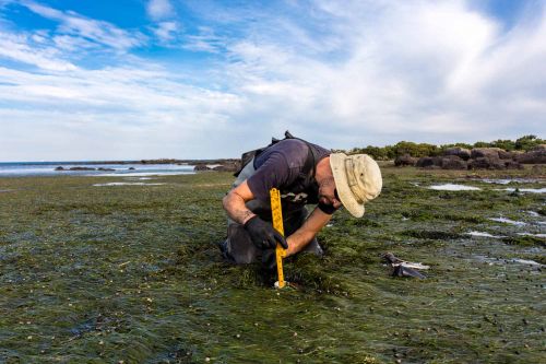 Man in floppy hat and t-shirt uses yellow rule tool to measure depth on tidal mudflat 