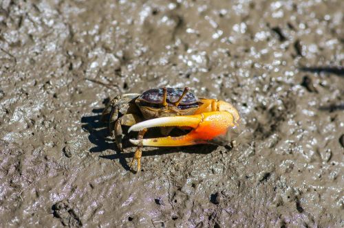 Fiddler crab on muddy ground with orange pincer raised