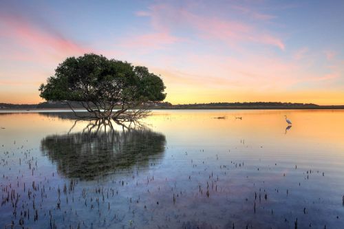colourful image of mangrove in water at pink sunset