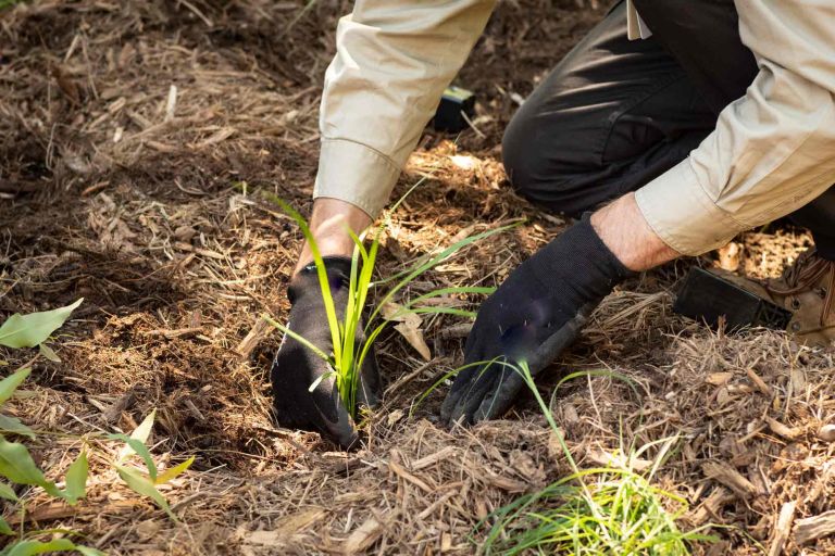 Close-up image of black gloved hands planting green sapling in leaf-covered earth