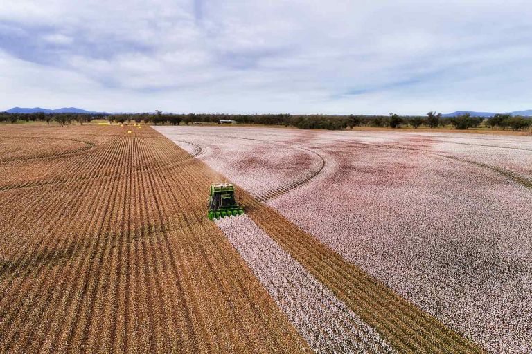 Aerial photo of green harvester creates pink tracks through cotton field