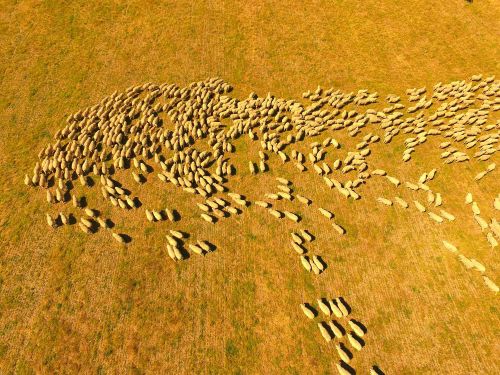 Aerial view of sweeping flock of sheep on yellow field