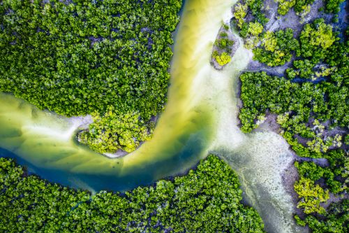 An overhead view of a mangrove ecosystem in the Great Sandy Region near Tin Can Bay, Australia