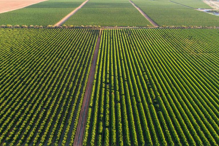 Aerial perspective of lined green crops segregated by dirt roads