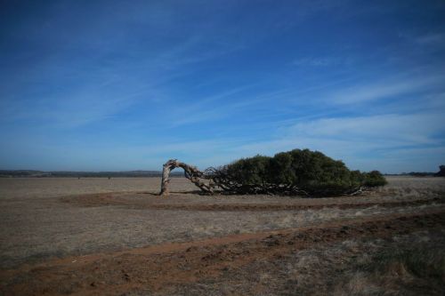 A tree growing parallel to the ground due to the constant severe winds it is subjected to