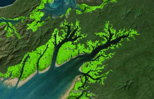 satellite image of branching green landscape showing blue water
